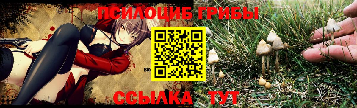 Галлюциногенные грибы Cubensis Урюпинск